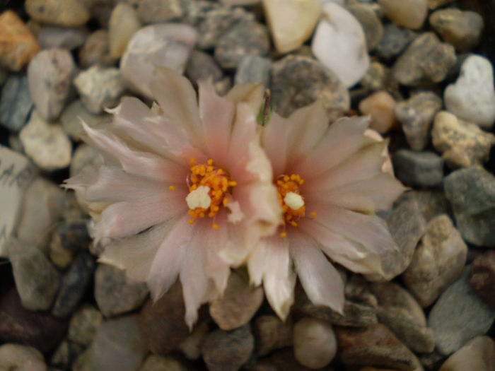 Turbinicarpus klinkerianus