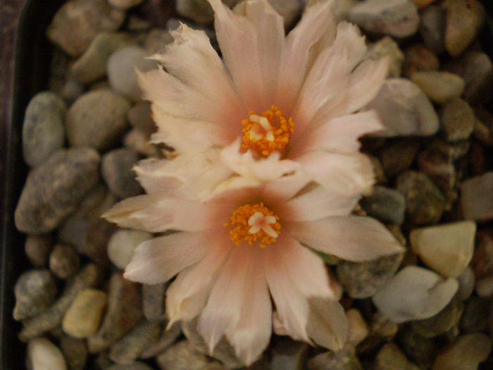 Turbinicarpus klinkerianus Turbinicarpus klinkerianus