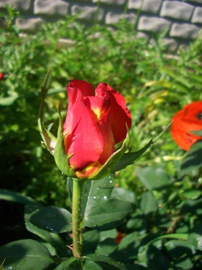 Alinka; Hybrid Tea. Bred by Reimer Kordes (Germany, 1985).
