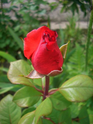 Cristoforo Colombo ®  • MEIronsse; Hybrid Tea.  Bred by Alain Meilland (France, 1992).
