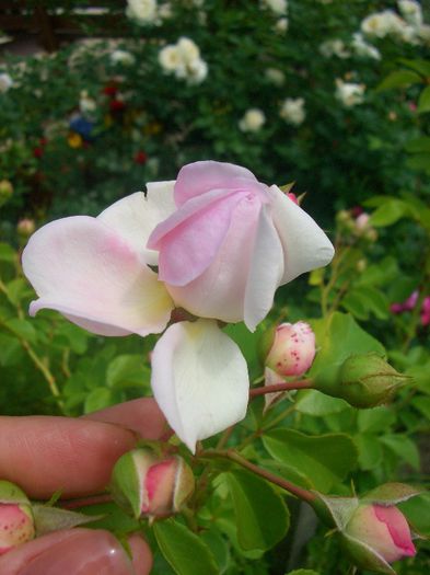 Jasmina ™ • Korcentex; Climber, Large-Flowered Climber. Bred by Tim Hermann Kordes (Germany, 1996).
