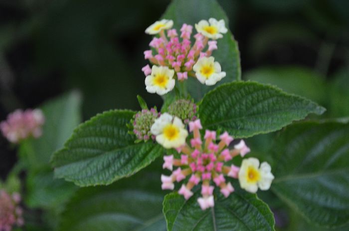 DSC_1205 - 1Lantana 2013