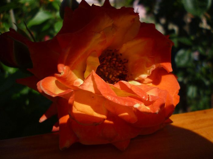 P1010953