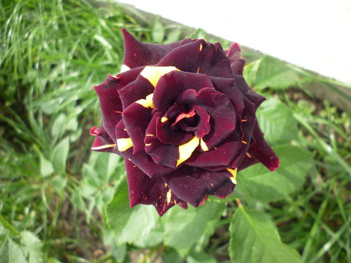 P1010958