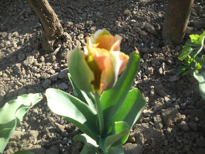 DSCN5361