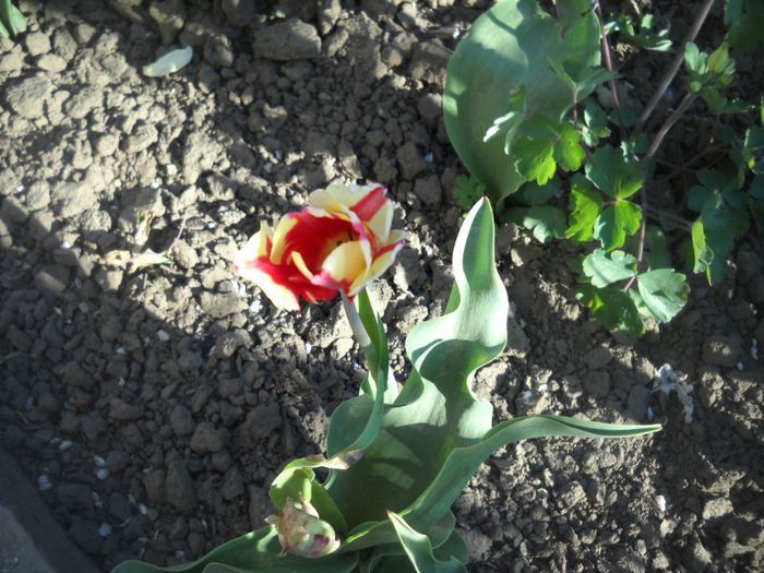 DSCN5363