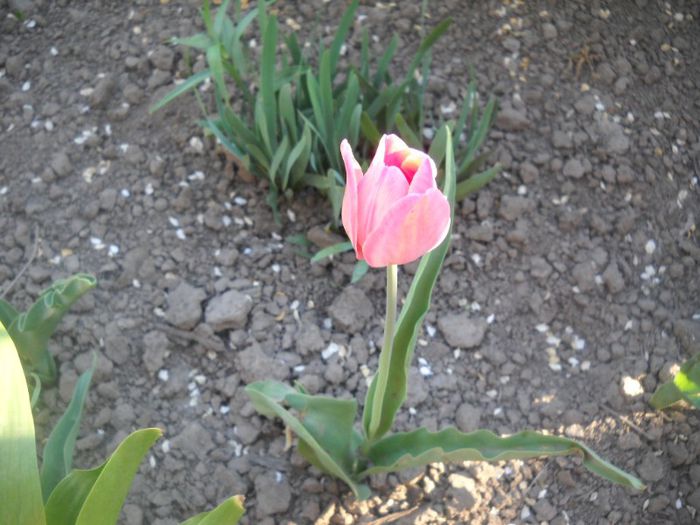 DSCN5364