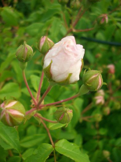 Aimée Vibert • Nivea • Unique; Noisette. Bred by Jean-Pierre Vibert (France, 1828).
