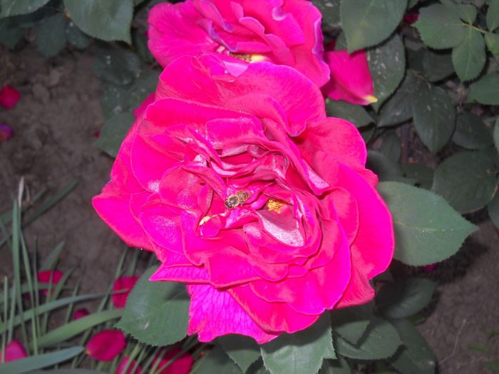 DSCN5663 - trandafiri
