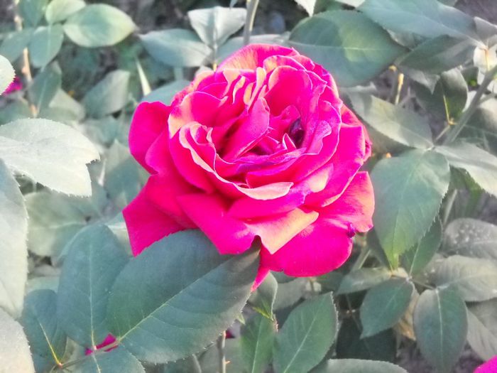 DSCN5664 - trandafiri