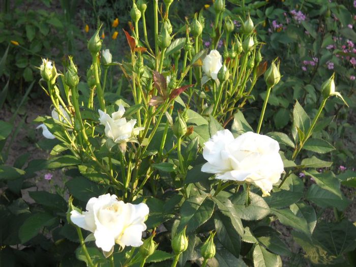 DSCN5674 - trandafiri