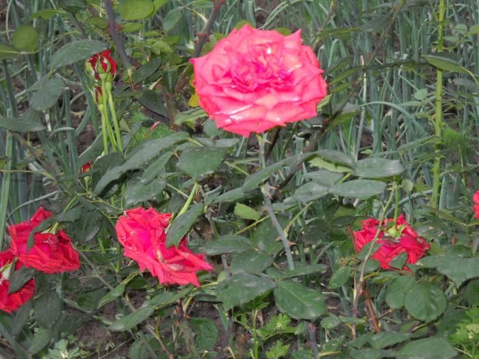 DSCN5679 - trandafiri