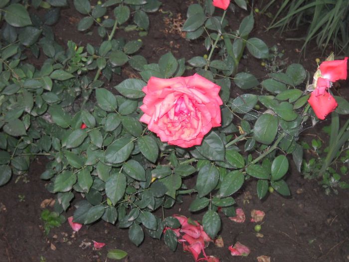 DSCN5701 - trandafiri