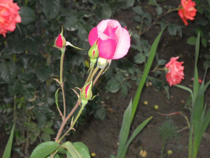 DSCN5704 - trandafiri