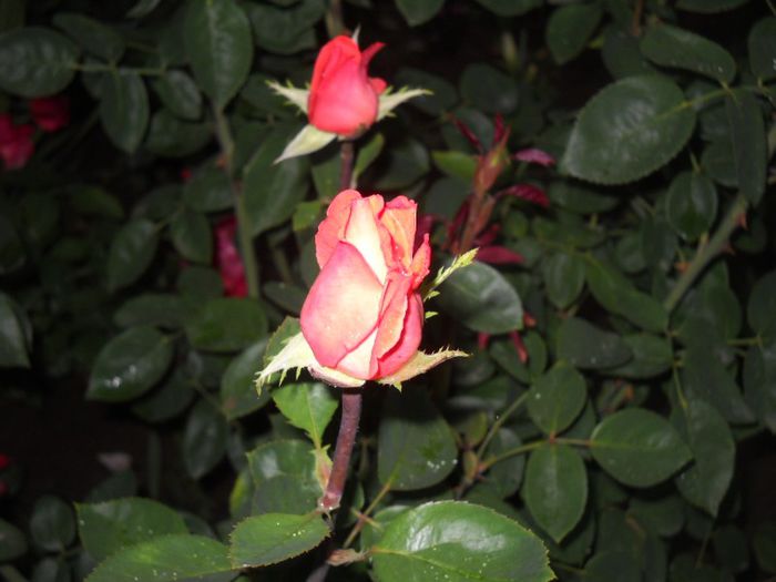 DSCN5707 - trandafiri