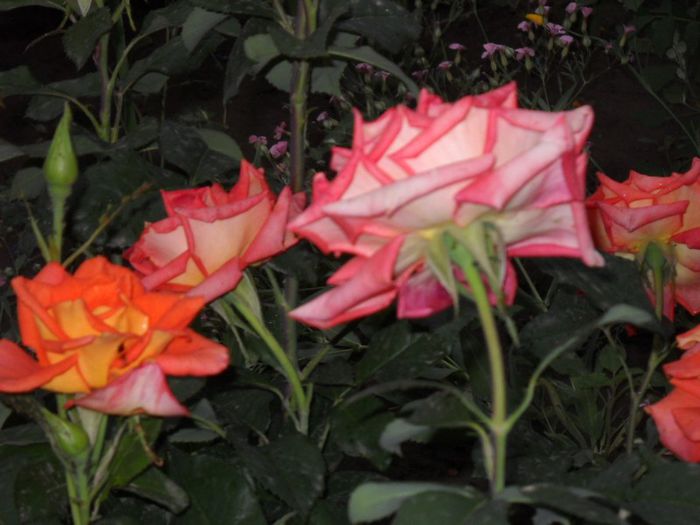 DSCN5713 - trandafiri