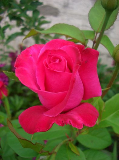 Peter Frankenfeld ®; Hybrid Tea.  Bred by Reimer Kordes (Germany, 1966).
