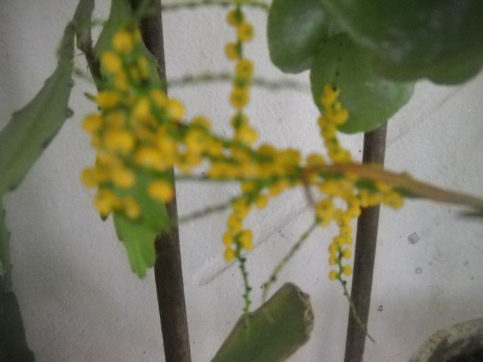 DSCN5762 - 0 floricele