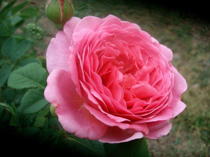 SANY3853 - Trandafiri 2013