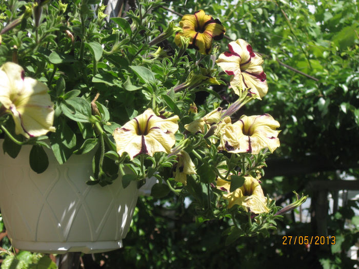 Petunia - Florile mele 2013