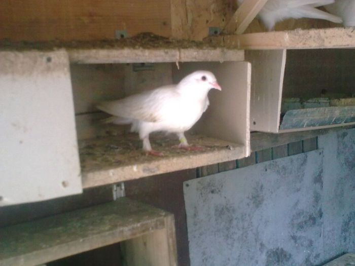 31052013 - Nu sunt de rasa dar imi plac foarte mult porumbei albi