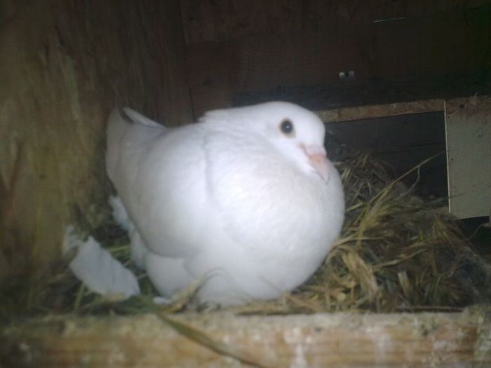 31052013_002 - Nu sunt de rasa dar imi plac foarte mult porumbei albi