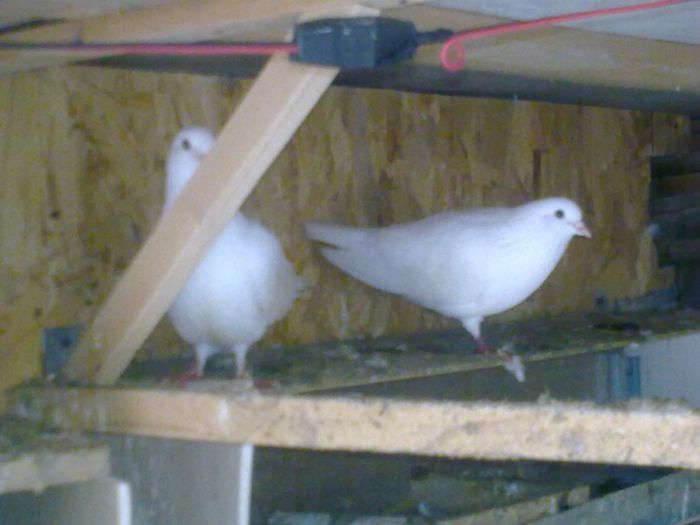 31052013_003 - Nu sunt de rasa dar imi plac foarte mult porumbei albi