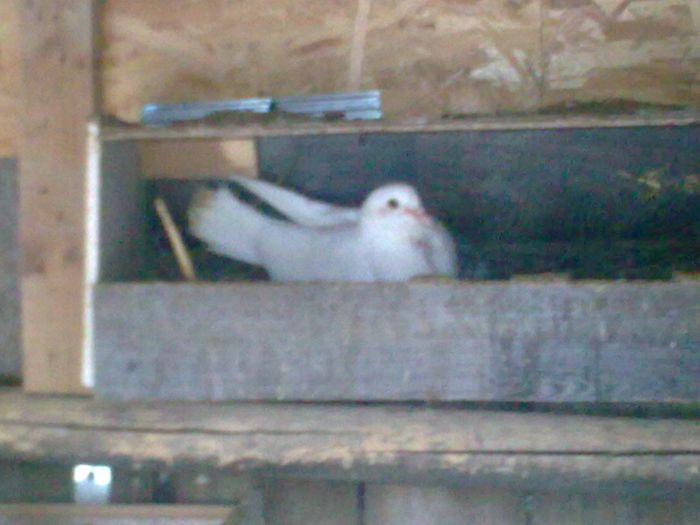 31052013_004 - Nu sunt de rasa dar imi plac foarte mult porumbei albi