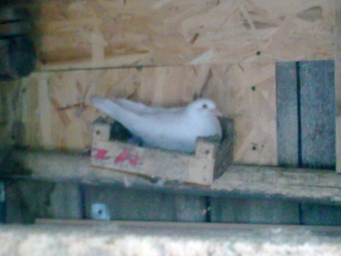 31052013_006 - Nu sunt de rasa dar imi plac foarte mult porumbei albi