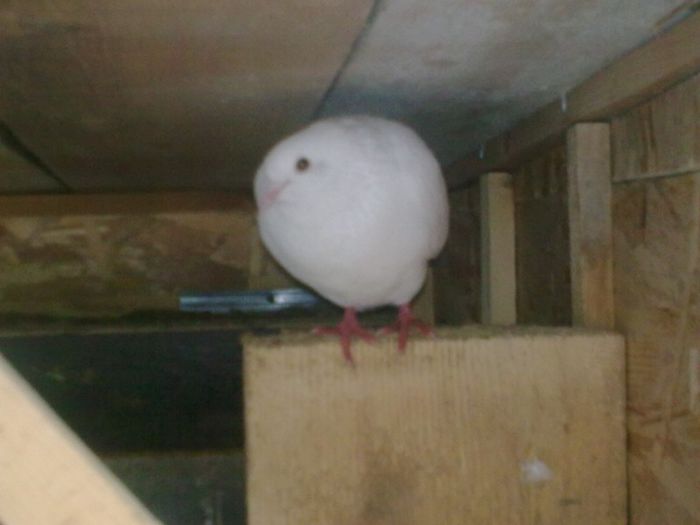 31052013_008 - Nu sunt de rasa dar imi plac foarte mult porumbei albi