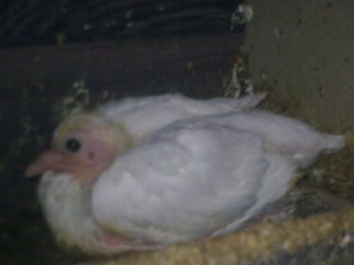 31052013_009 - Nu sunt de rasa dar imi plac foarte mult porumbei albi