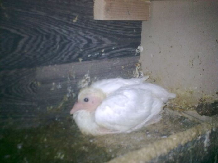 31052013_010 - Nu sunt de rasa dar imi plac foarte mult porumbei albi