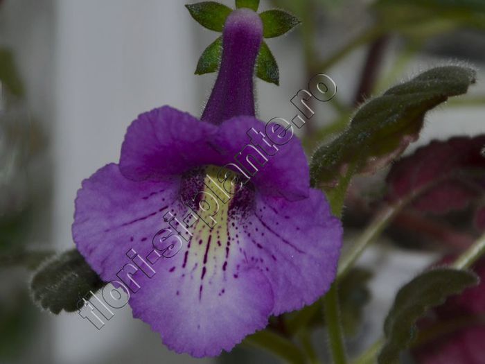 Sinningia Mark Twain - GLOXINIA _ SINNINGIA
