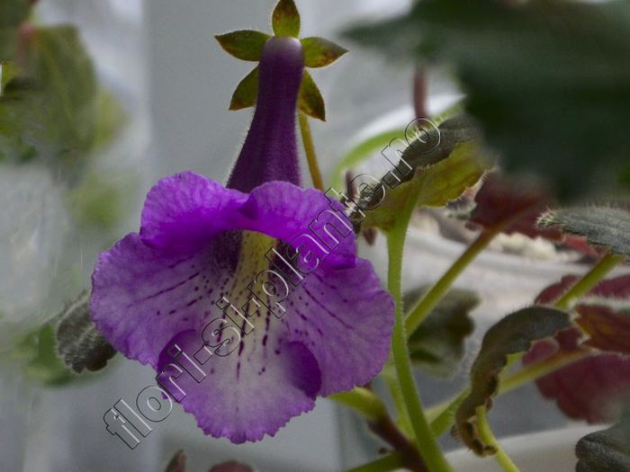 Sinningia Mark Twain - GLOXINIA _ SINNINGIA