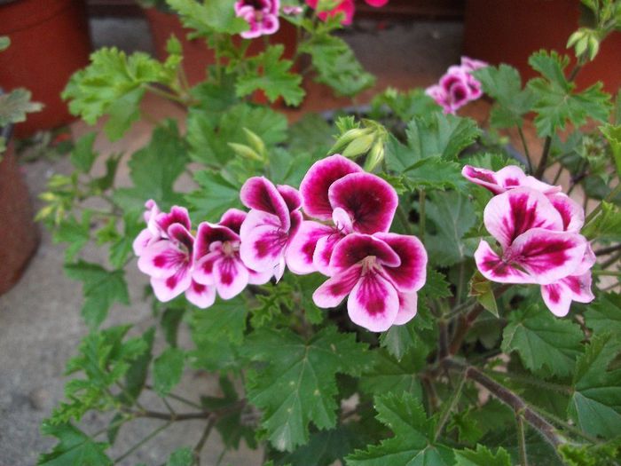 021 - 2013 flori