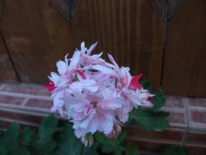 027 - 2013 flori
