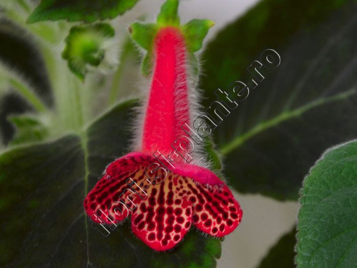 Kohleria Cecilia (ni) - KOHLERIA II