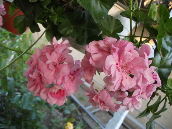 029 - 2013 flori