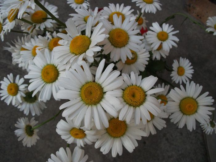074 - 2013 flori