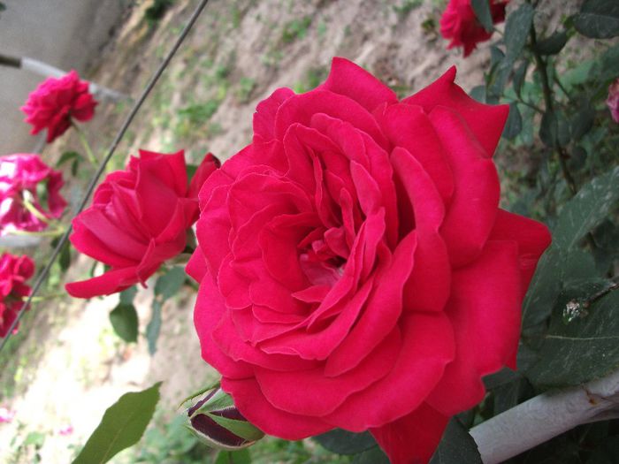 131 - 2013 flori