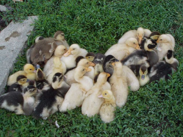 pentru voi o inimioara!!