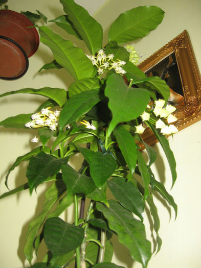 hoya multiflora