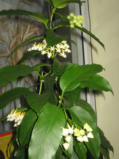 hoya multiflora 31 mai