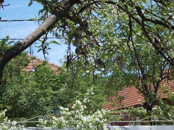 mai sunt si dispute!!!