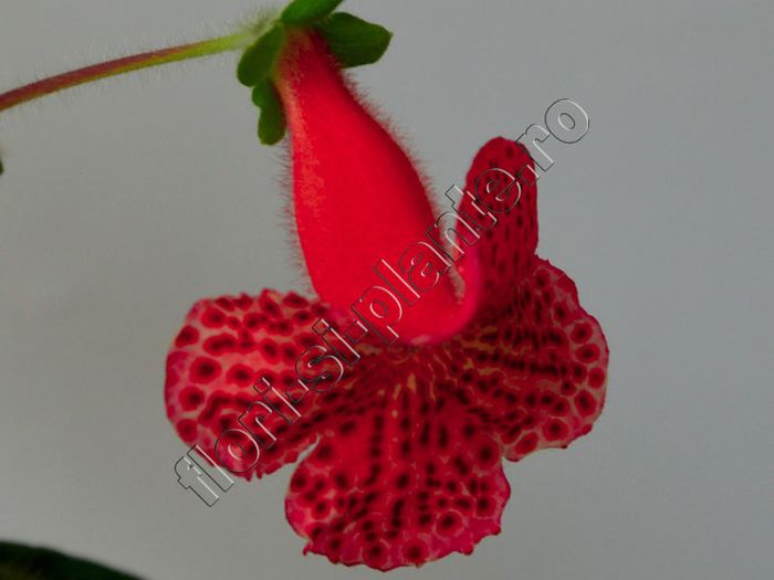 Kohleria Luci s Baby One - KOHLERIA IV - Hibrizii mei - My hybrids