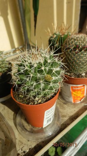 P5302586 - Cactusi_mai-2013