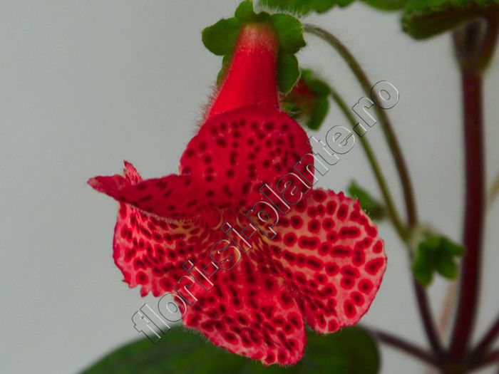 Kohleria Luci s Baby One