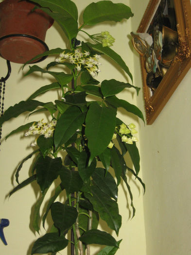 copacel multiflora - hoya