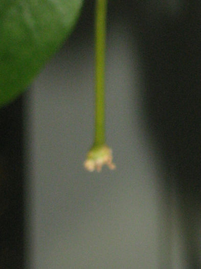 peduncul hoya paziae - hoya
