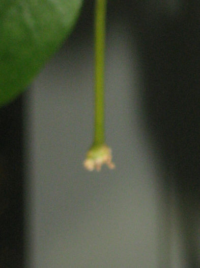 peduncul hoya paziae